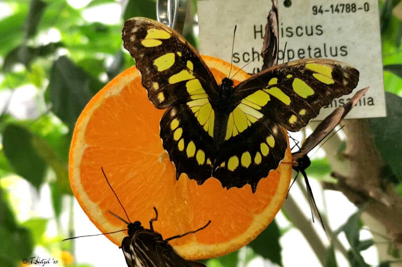 Malachitfalter | Palmengarten Frankfurt | 21.04.2023