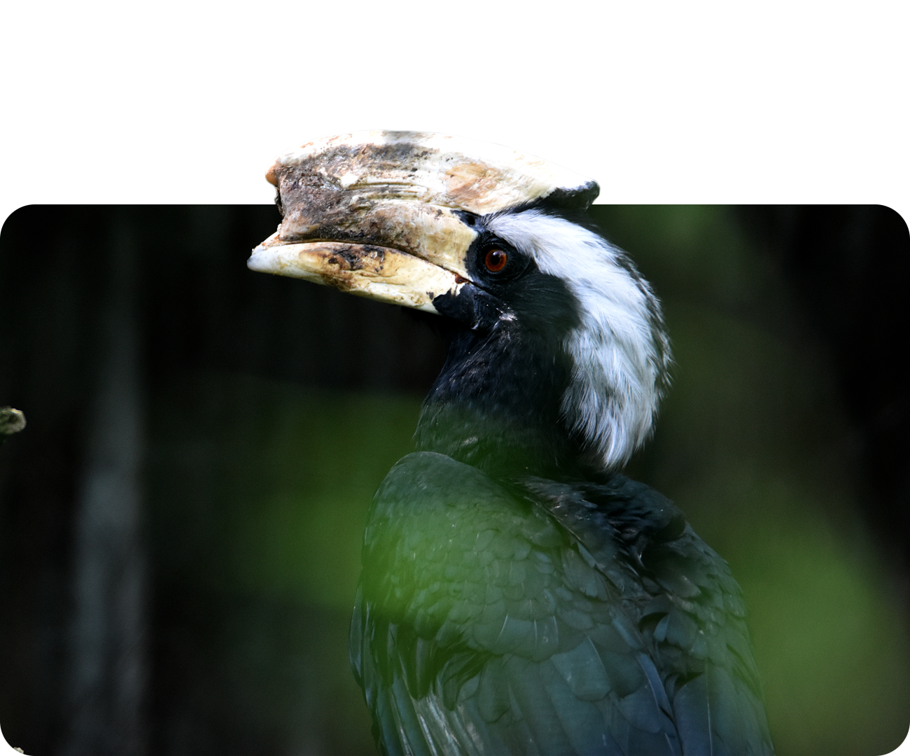 Malaienhornvogel