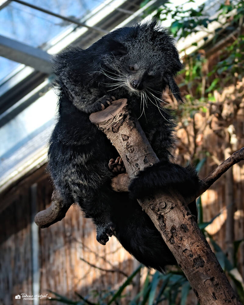 Malaiischer Binturong | Vivarium Darmstadt | 28.12.2025