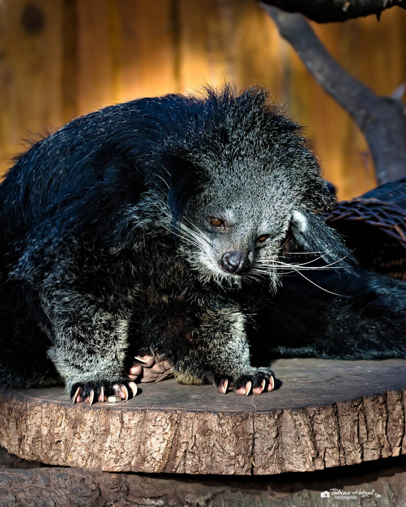 Malaiischer Binturong | Vivarium Darmstadt | 28.12.2025