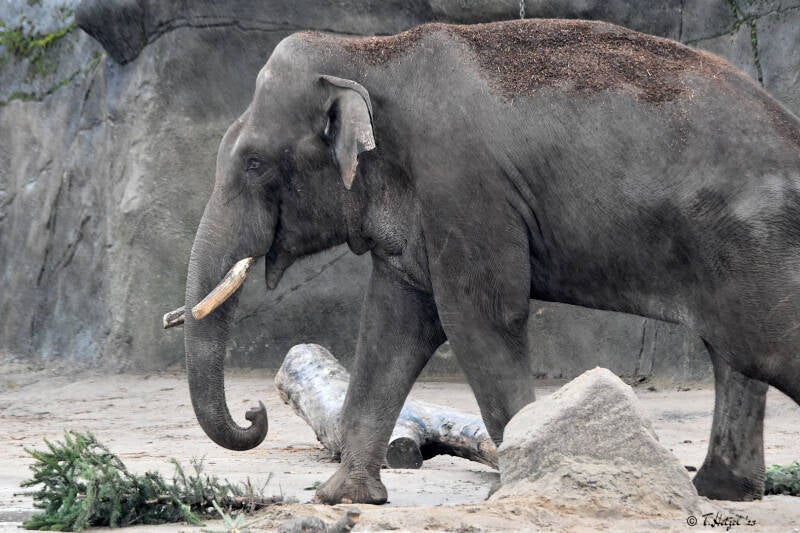 Malaiischer Elefant | Kölner Zoo | 27.12.2021