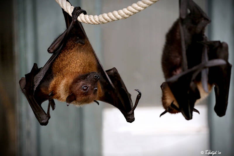 Kalong-Flughund | Wilhelma Stuttgart | 14.08.2018