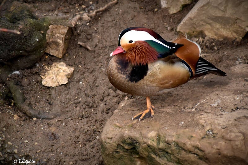 Mandarinente | Tierpark Göppingen | 10.03.2023