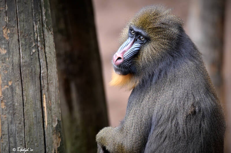 Mandrill | Ouwehands Dierenpark, Rhenen | 06.07.2021