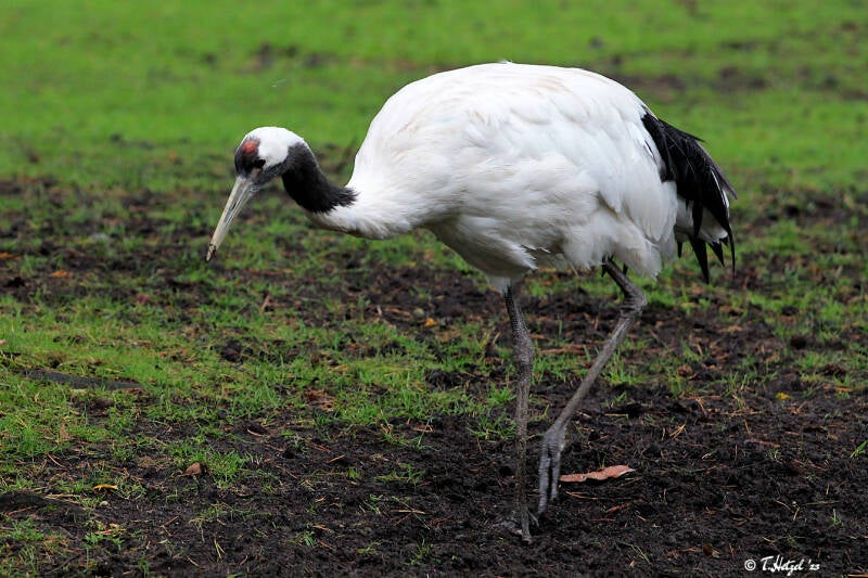 Mandschurenkranich | Serengeti-Park Hodenhagen | 12.08.2017