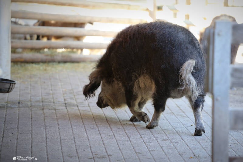 Schwalbenbauch-Mangalitzaschwein | Zoologischer Stadtgarten Karlsruhe | 14.08.2018