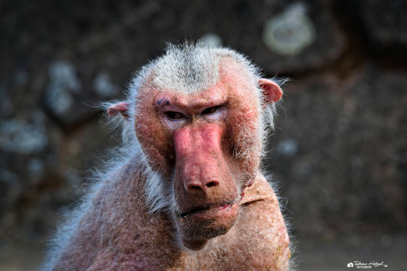 Mantelpavian | Zoo Frankfurt | 06.09.2025