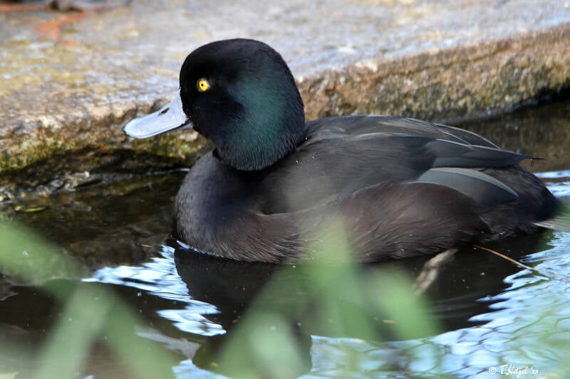 Maoriente | Kölner Zoo | 03.12.2023