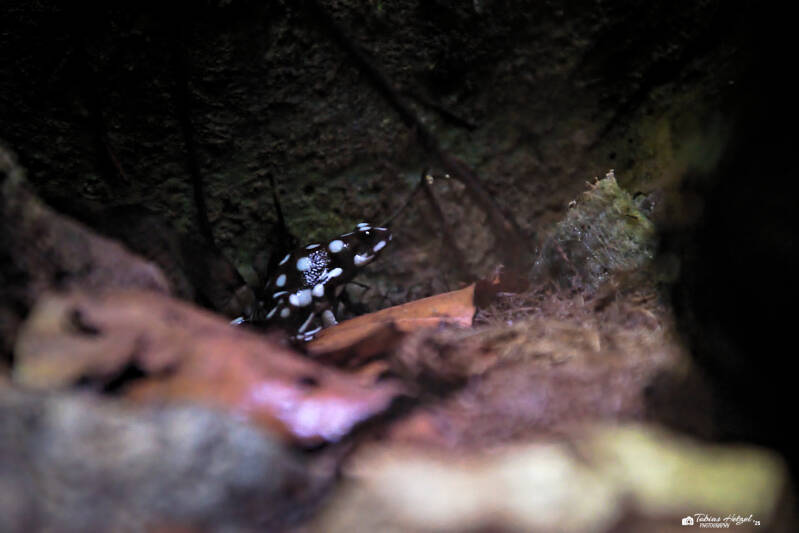 Maranon-Baumsteiger | Tierpark Chemnitz | 13.07.2025