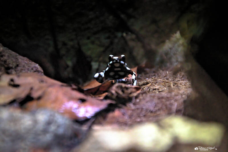 Maranon-Baumsteiger | Tierpark Chemnitz | 13.07.2025