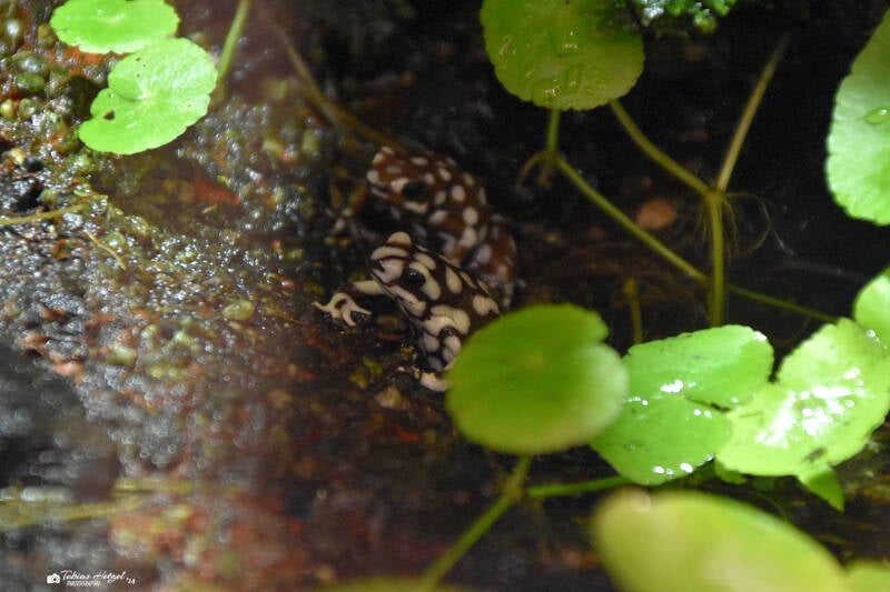 Maranon-Baumsteiger | Staatliches Museum für Naturkunde Karlsruhe | 04.12.2022