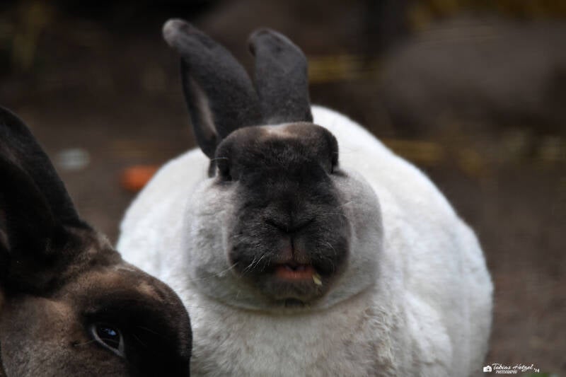 Marderkaninchen | Vivarium Darmstadt | 28.11.2021