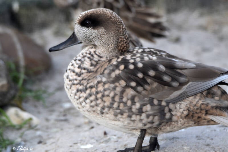 Marmelente | Kölner Zoo | 27.12.2021