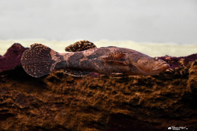 Marmorgrundel | Museum König, Bonn | 11.02.2024