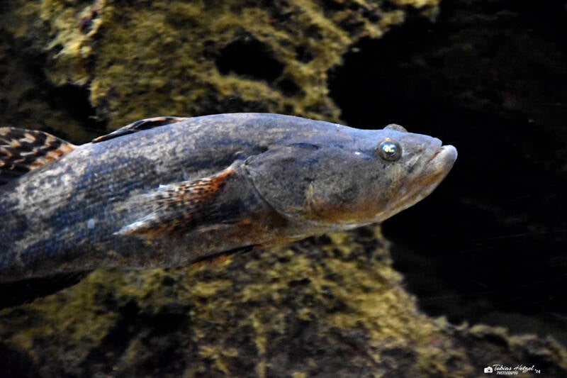 Marmorgrundel | Museum König, Bonn | 11.02.2024