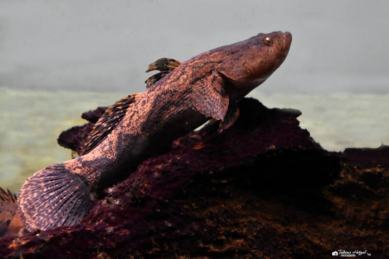 Marmorgrundel | Museum König, Bonn | 11.02.2024