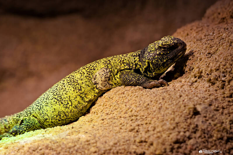 Marokko-Dornschwanz | Zoo Usti nad labem | 11.07.2025