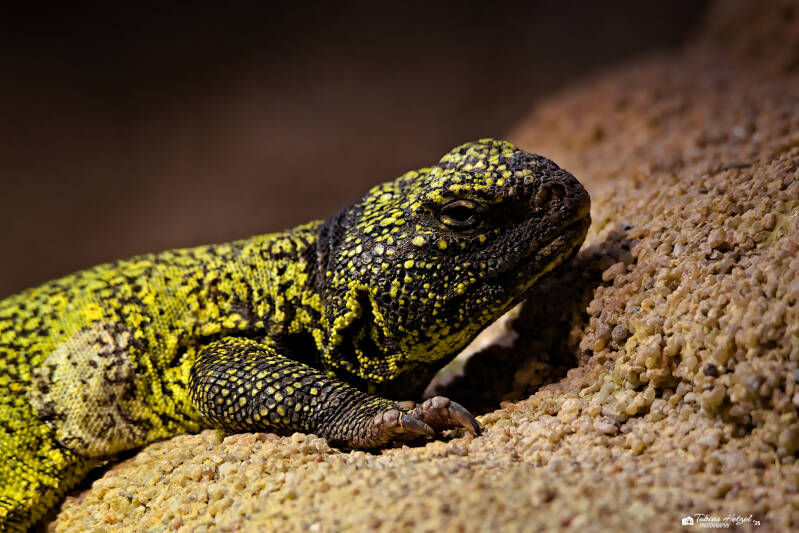 Marokko-Dornschwanz | Zoo Usti nad labem | 11.07.2025