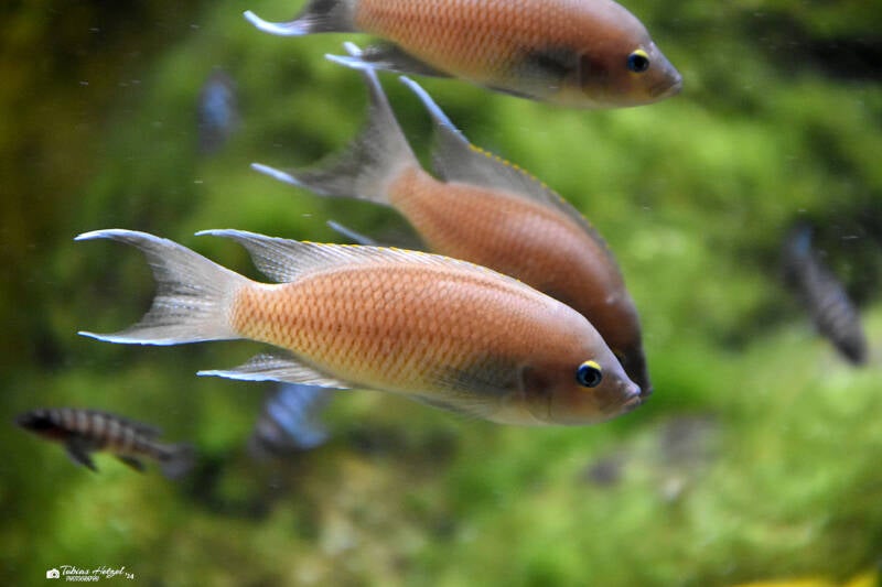 Marungu-Buntbarsch | Wilhelma Stuttgart | 16.06.2023