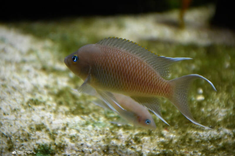 Marungu-Buntbarsch | Wilhelma Stuttgart | 16.06.2023