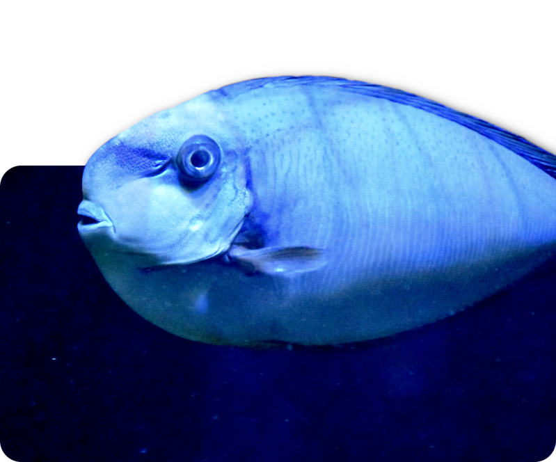 Masken-Nasendoktorfisch