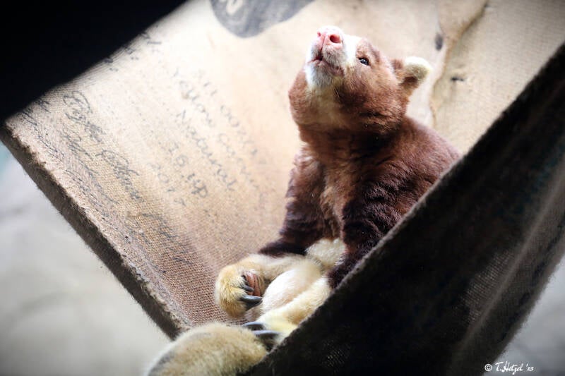 Matschie-Baumkänguru | Zoologischer Garten Köln | 28.12.2018