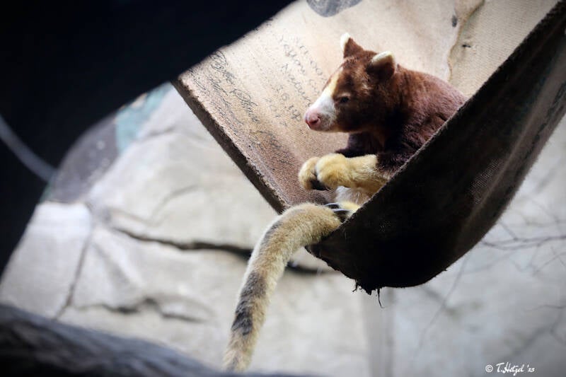 Matschie-Baumkänguru | Zoologischer Garten Köln | 28.12.2018