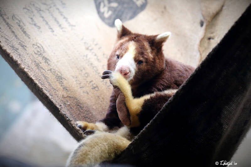 Matschie-Baumkänguru | Zoologischer Garten Köln | 28.12.2018