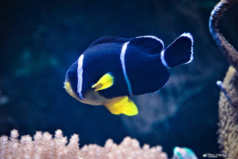 Mauritius-Anemonenfisch | Zoo Duisburg | 05.04.2025