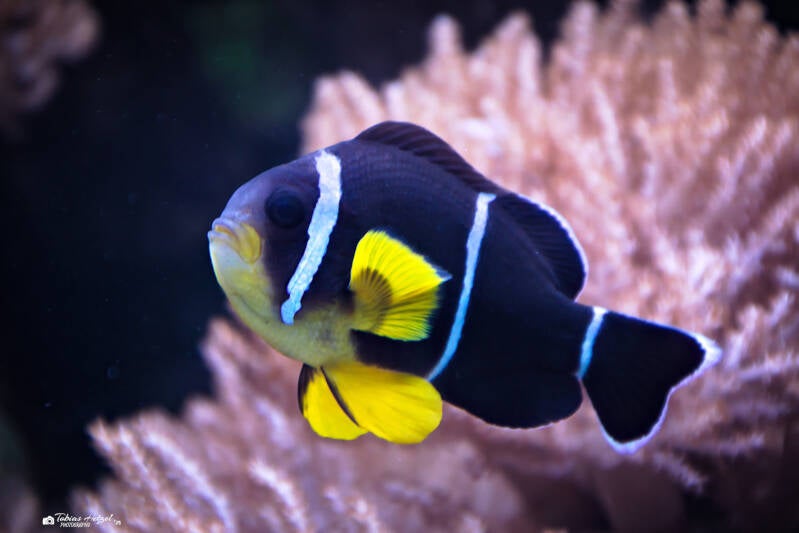 Mauritius-Anemonenfisch | Zoo Duisburg | 05.04.2025