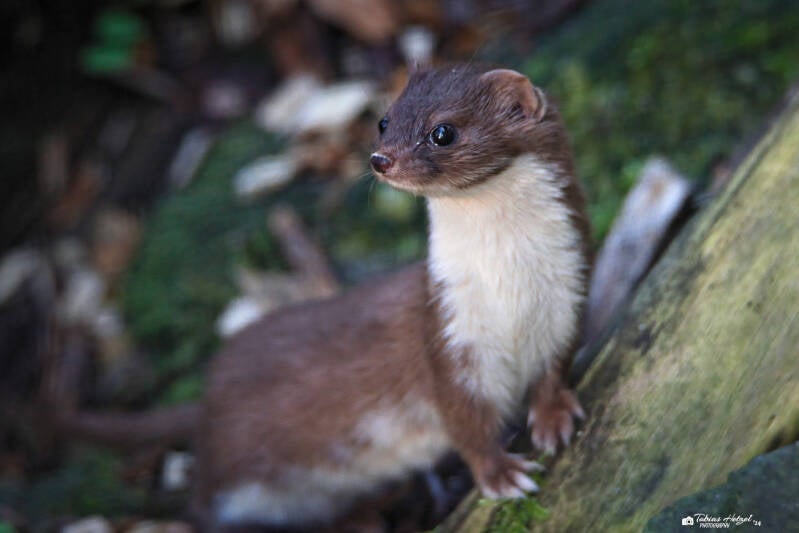 Mauswiesel | Zoo der Minis, Aue | 21.09.2024