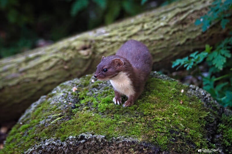 Mauswiesel | Zoo der Minis, Aue | 21.09.2024