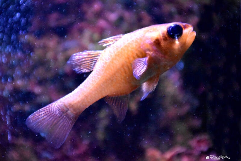 Meerbarbenkönig | Wilhelma Stuttgart | 16.06.2023
