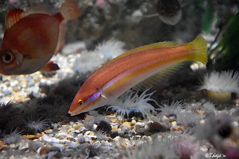 Meerjunker | Sealife Speyer | 05.01.2023