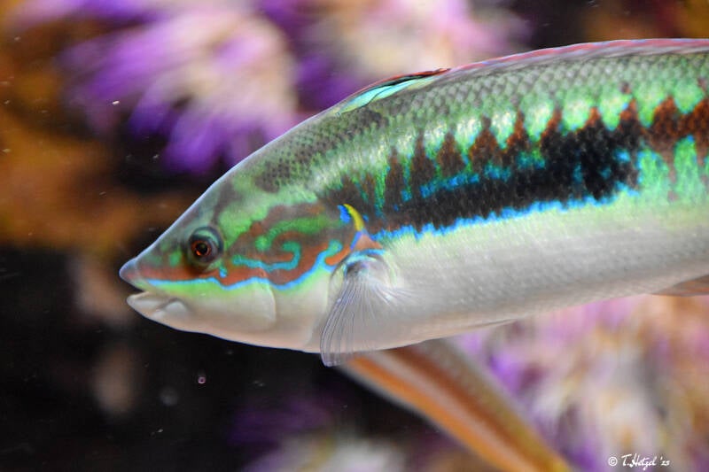 Meerjunker | Zoo Frankfurt | 21.04.2023