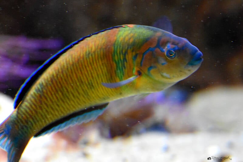 Meerpfau | Zoo Frankfurt | 10.03.2022