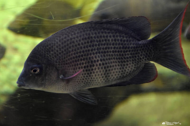 Menarambo-Buntbarsch | Diergaarde Blijdorp, Rotterdam | 09.07.2021