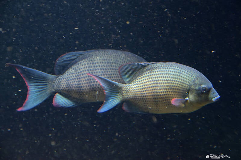 Menarambo-Buntbarsch | Zoo Zürich | 04.07.2020