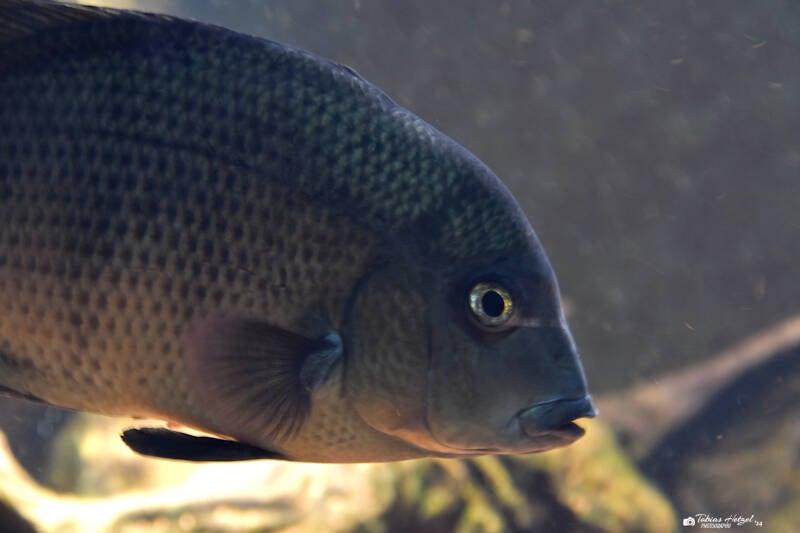 Menarambo-Buntbarsch | Zoo Zürich | 04.07.2020