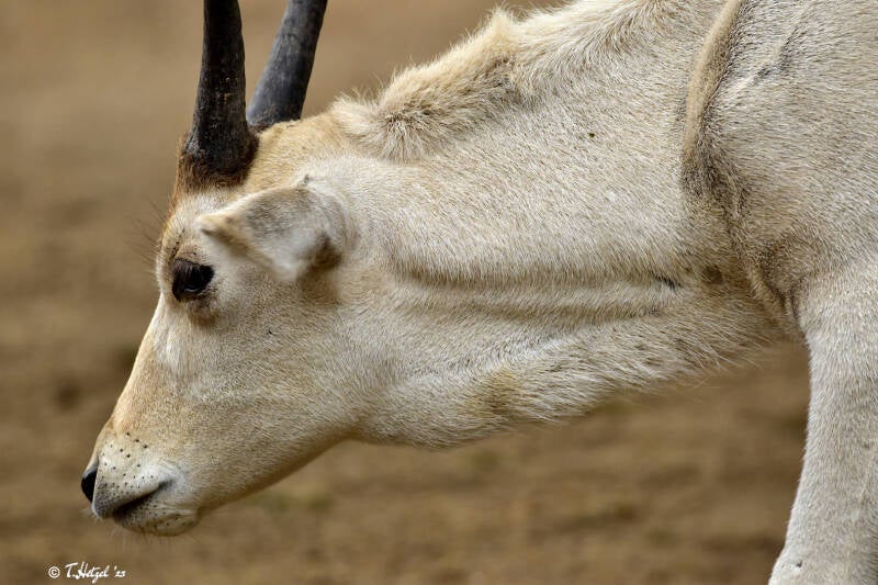 Mendesantilope | Zoo Frankfurt | 17.08.2020