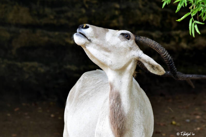 Mendesantilope | Zoo Frankfurt | 17.08.2020