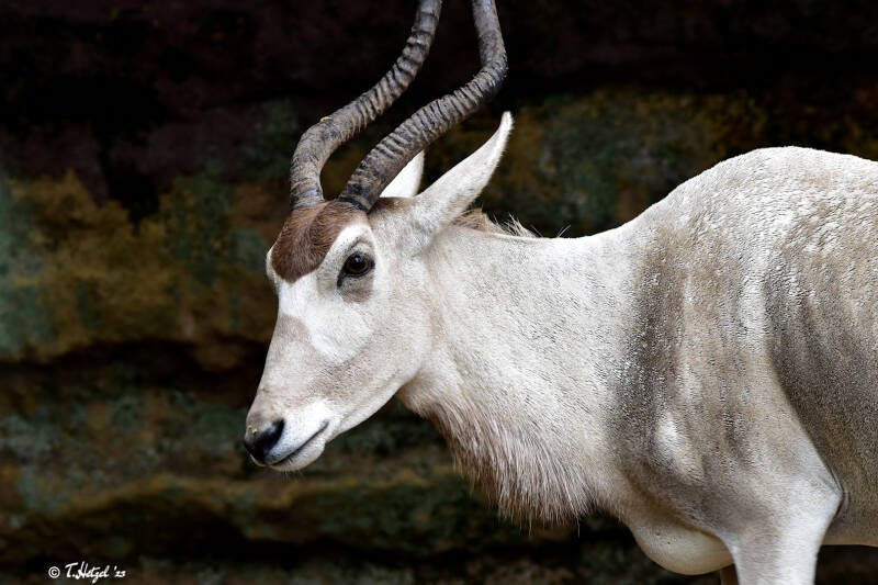 Mendesantilope | Zoo Frankfurt | 17.08.2020