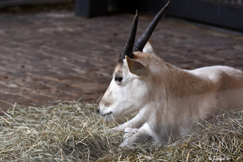 Mendesantilope | Tiergarten Nürnberg | 04.07.2021