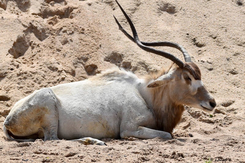 Mendesantilope | Tiergarten Nürnberg | 04.07.2021
