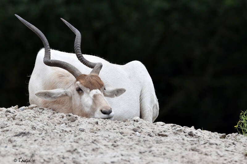 Mendesantilope | Safaripark Beekse Bergen, Hilvarenbeek | 10.07.2021