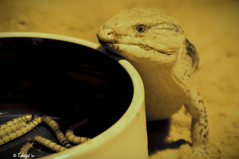 Merauke-Blauzungenskink