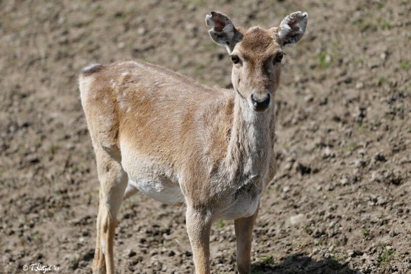 Mesopotamischer Damhirsch | Opel-Zoo Kronberg | 15.04.2018