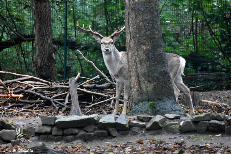 Mesopotamischer Damhirsch | Tiergarten Schönebeck | 21.10.2020
