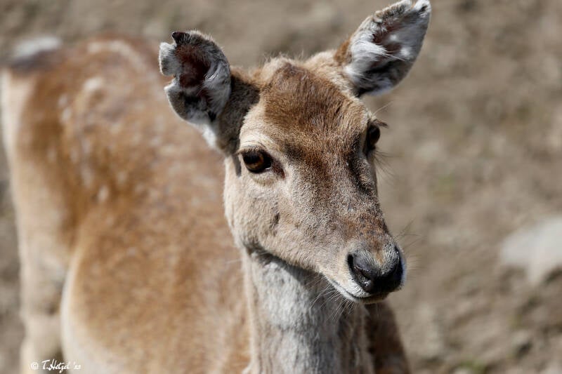 Mesopotamischer Damhirsch | Opel-Zoo Kronberg | 15.04.2018
