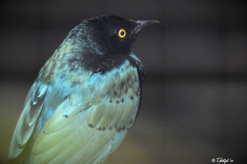 Messingglanzstar (kein Unterartenstatus)